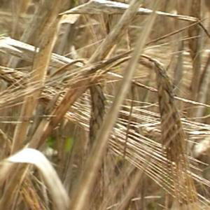 Украина блокирует вывоз зерна